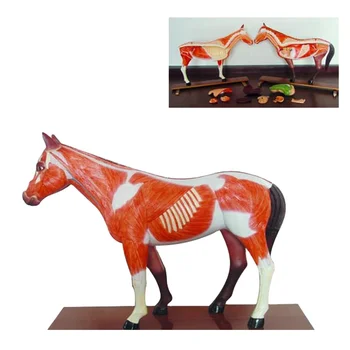SY-N033 Koer, Hobune, Lehm Looma skelett anatoomia õpetamise mudel